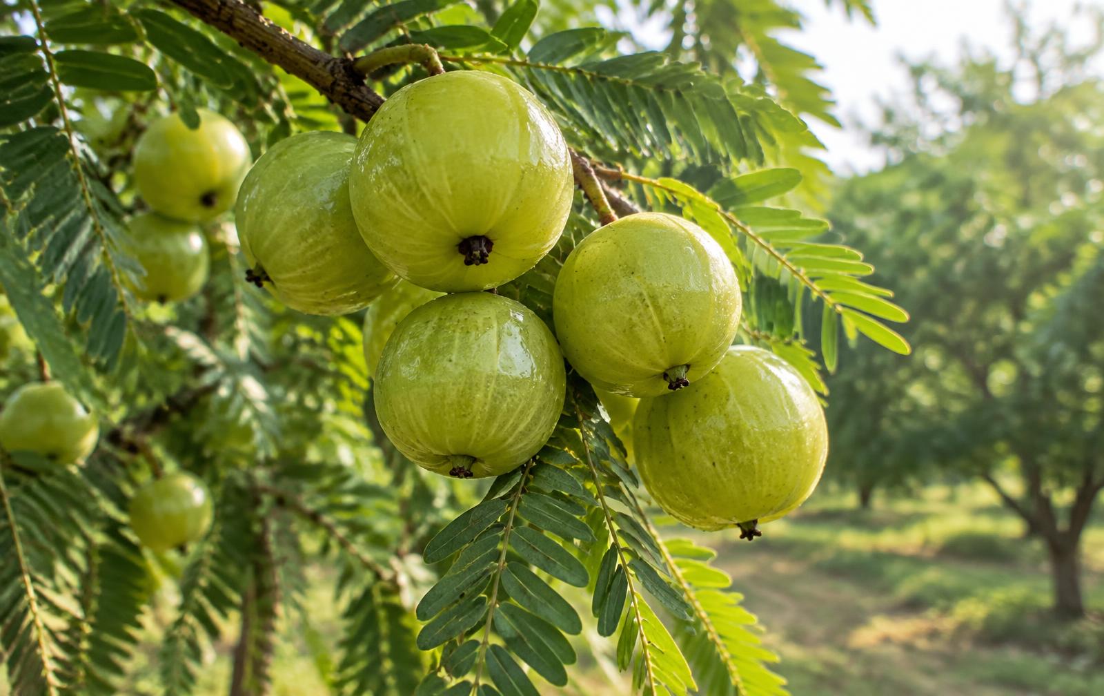 Fresh green Awala growing on the tree